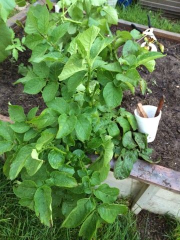  photo IMG_9914_zps20155cc6.jpg